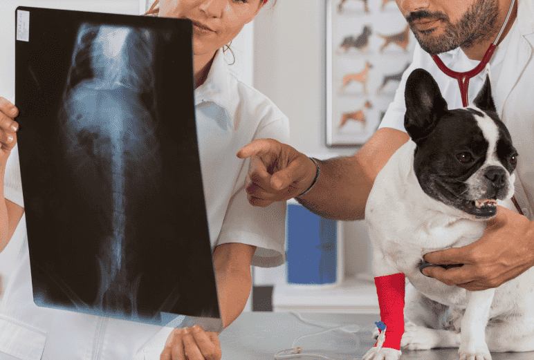 Digital Radiology Brittany Glen Animal Hospital