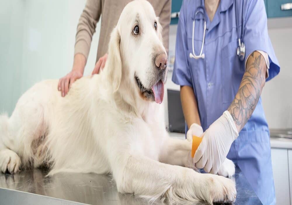 Veterinarians in Mississauga