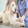 Veterinarians in Mississauga
