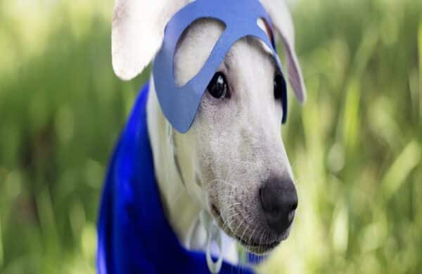 Best Dog Costumes