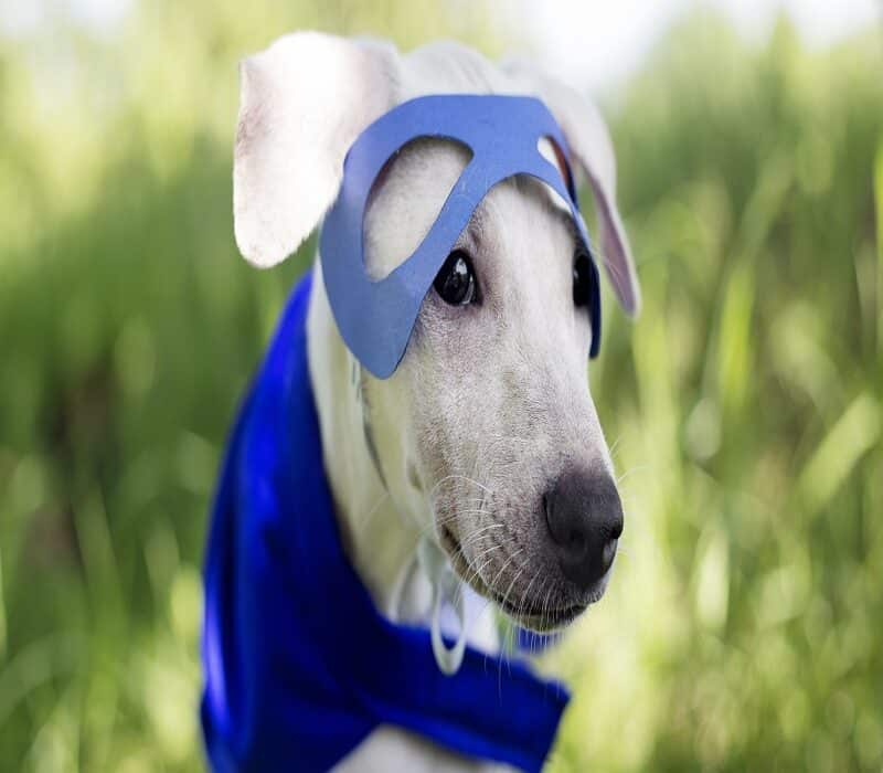 Best Dog Costumes