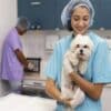 Pet Pharmacist