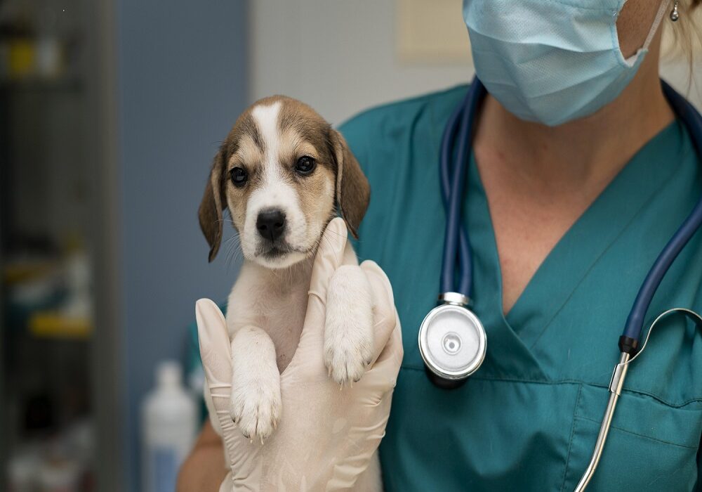 pet hospitals near me