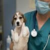 pet hospitals near me