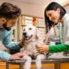 vet in mississauga
