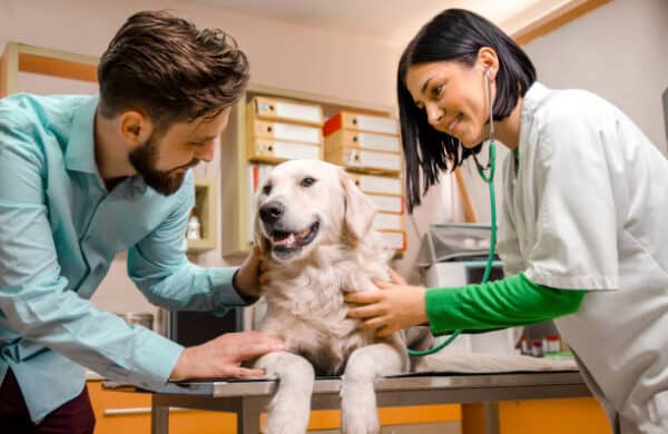 vet in mississauga