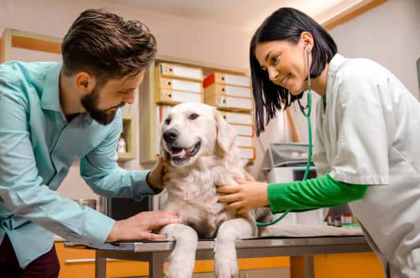 vet in mississauga