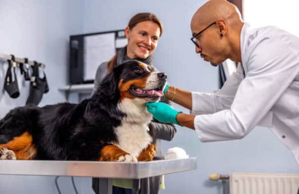 Brittany Glen Animal Hospital