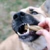 dental cleaning for dogs