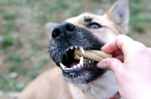 dental cleaning for dogs
