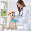 Brittany Glen Animal Hospital