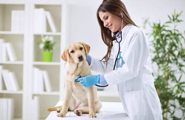 Brittany Glen Animal Hospital