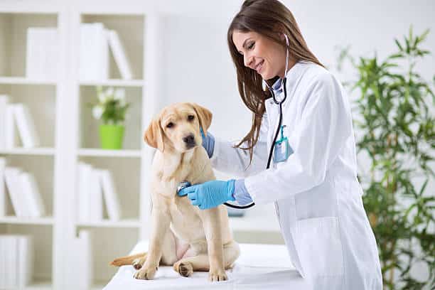 Brittany Glen Animal Hospital