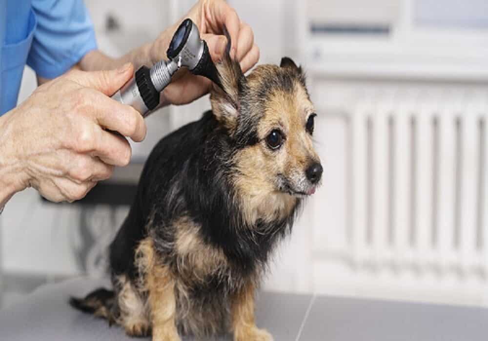 pet microchipping mississauga