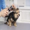 pet microchipping mississauga