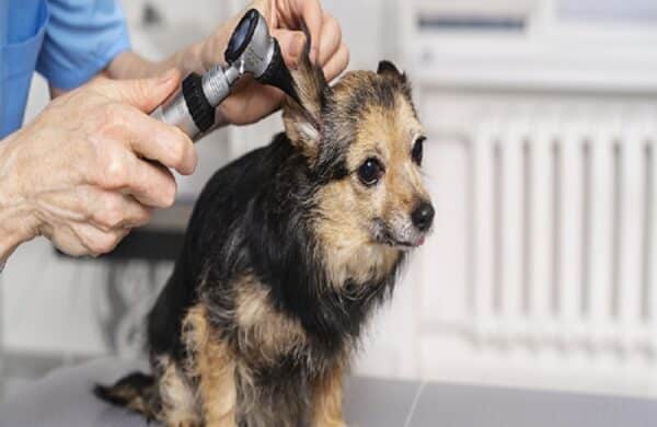 pet microchipping mississauga