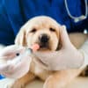 dog dental care package