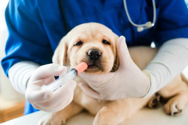 dog dental care package