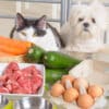 nutritional counselling in pets