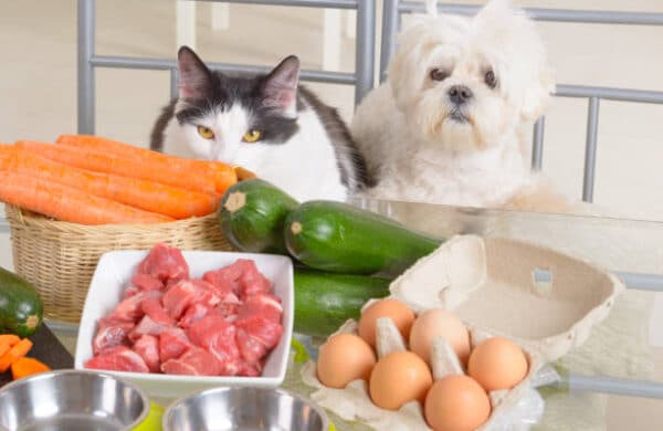 nutritional counselling in pets