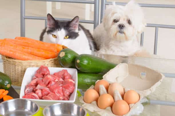 nutritional counselling in pets