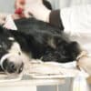 spaying & neutering in mississauga