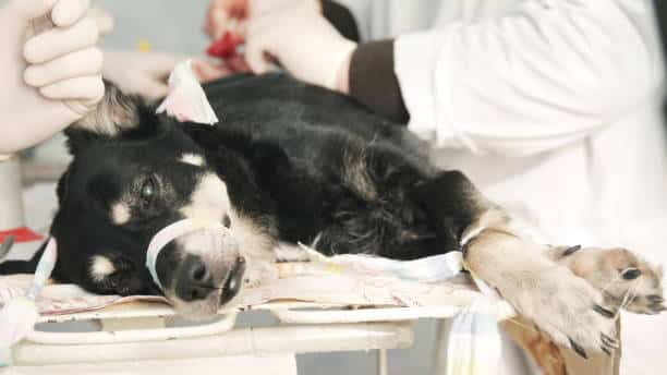 spaying & neutering in mississauga