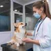 Microchipping in Mississauga