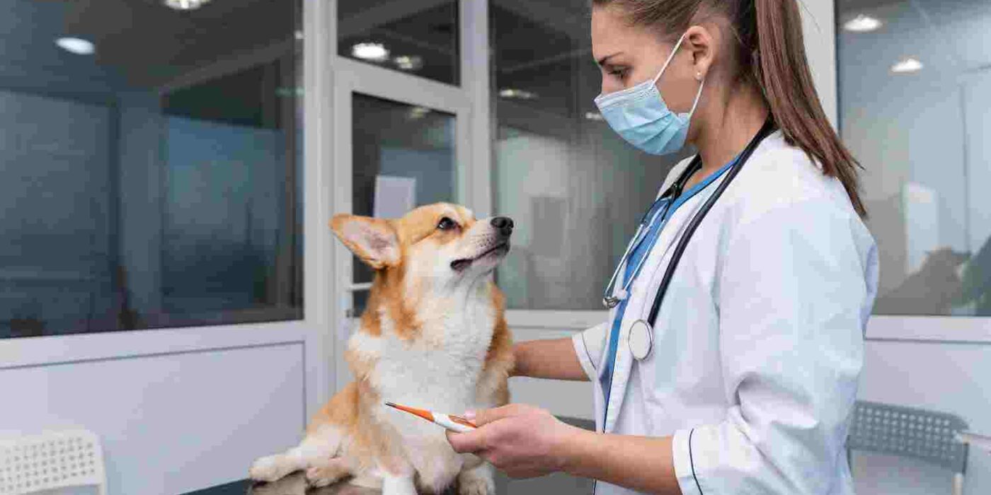 Microchipping in Mississauga