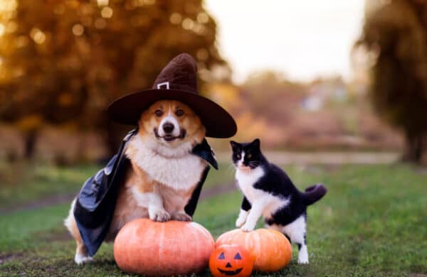 Pet Halloween Costumes